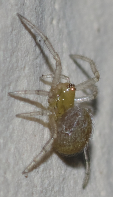 Theridiidae - Rende (CS)